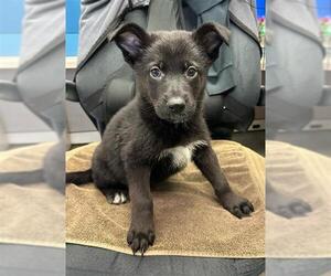German Shepherd Dog Dogs for adoption in Stockton, CA, USA