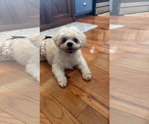 Shih Tzu Dogs for adoption in Alexandria, KY, USA