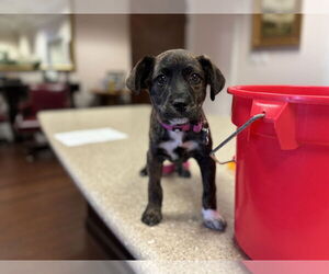 American Staffordshire Terrier Dogs for adoption in Holly Springs, NC, USA