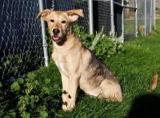Medium Photo #1 German Shepherd Dog-Unknown Mix Puppy For Sale in Millville, UT, USA