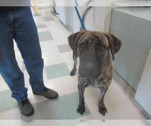 Plott Hound Dogs for adoption in Oklahoma City, OK, USA