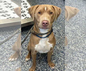 American Pit Bull Terrier-Labrador Retriever Mix Dogs for adoption in Jackson , NJ, USA