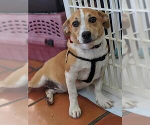 Beagi Dogs for adoption in San Diego, CA, USA