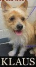 Cairn Corgi Dogs for adoption in DALLAS, TX, USA