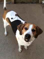 Treeing Walker Coonhound Dogs for adoption in Morganton, NC, USA