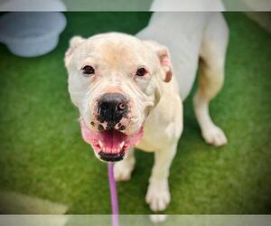 American Pit Bull Terrier Dogs for adoption in Orlando, FL, USA