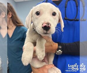 Labrenees Dogs for adoption in Washington, DC, USA
