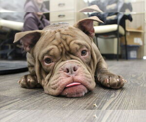 Bulldog Dogs for adoption in Chestertown, MD, USA