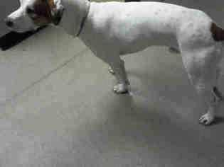 Pointer Dogs for adoption in Charlotte, NC, USA
