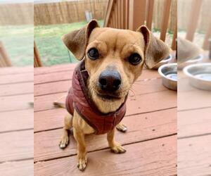 Chihuahua Dogs for adoption in Laramie, WY, USA
