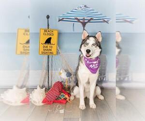 Alaskan Husky Dogs for adoption in Diana , TX, USA