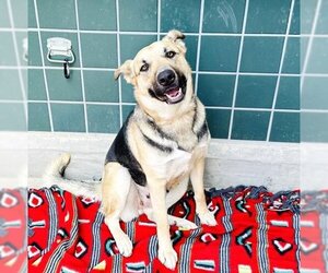 German Shepherd Dog Dogs for adoption in Rancho Cucamonga, CA, USA