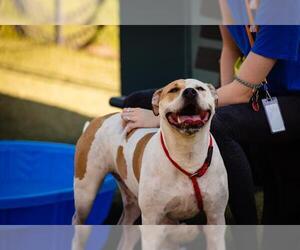 American Pit Bull Terrier-Unknown Mix Dogs for adoption in Orlando, FL, USA