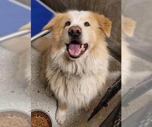 Mutt Dogs for adoption in Lodi, CA, USA