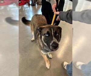 Siberian Husky Dogs for adoption in San Martin, CA, USA