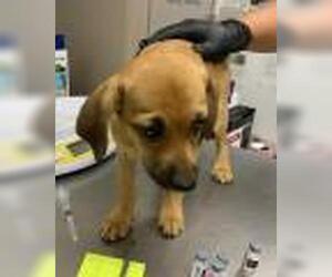 Chihuahua-Unknown Mix Dogs for adoption in Visalia, CA, USA