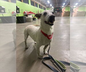 Mutt Dogs for adoption in Elmsford, NY, USA