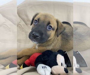 Boxer-Unknown Mix Dogs for adoption in Hillsboro, MO, USA