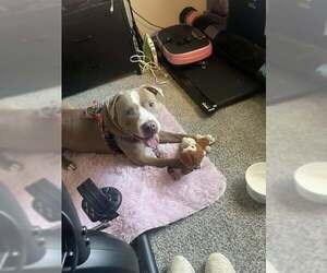 American Pit Bull Terrier-Unknown Mix Dogs for adoption in Louisville, KY, USA