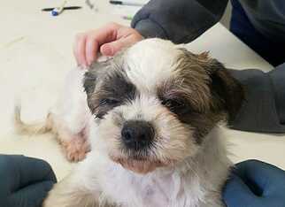 Shih Tzu Dogs for adoption in Bronx, NY, USA