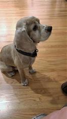 Cocker Spaniel Dogs for adoption in Oakley, CA, USA
