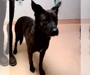 German Shepherd Dog-Unknown Mix Dogs for adoption in Martinez, CA, USA