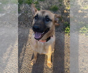 German Shepherd Dog Dogs for adoption in Mt. Airy, MD, USA