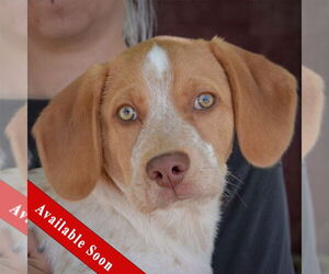Pointer-Unknown Mix Dogs for adoption in Huntley, IL, USA