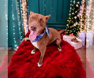 Mutt Dogs for adoption in Vail, AZ, USA