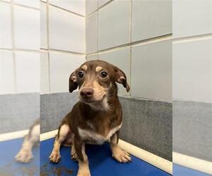 Chihuahua Dogs for adoption in San Antonio, TX, USA