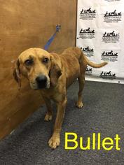 Bloodhound Dogs for adoption in Waycross, GA, USA