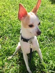Chihuahua Dogs for adoption in Boca Raton, FL, USA