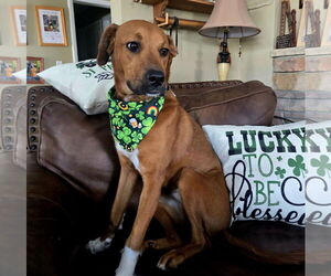 Retriever -Unknown Mix Dogs for adoption in Sandy, UT, USA