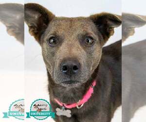 Mutt Dogs for adoption in Kennesaw, GA, USA