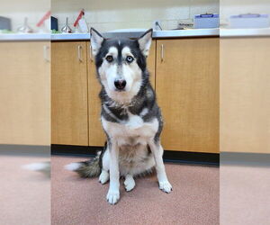 Siberian Husky Dogs for adoption in Ogden, UT, USA