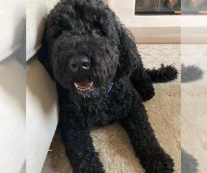 Portuguese Water Dog Dogs for adoption in Dana Point, CA, USA
