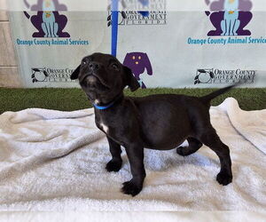 Rottweiler-Unknown Mix Dogs for adoption in Orlando, FL, USA