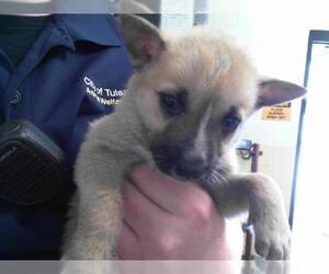 German Shepherd Dog-Unknown Mix Dogs for adoption in Tulsa, OK, USA