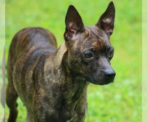 Boston Huahua Dogs for adoption in Fairmont, WV, USA