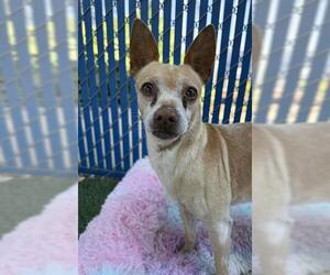 Chihuahua Dogs for adoption in Chula Vista, CA, USA