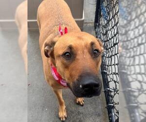 Black Mouth Cur-Unknown Mix Dogs for adoption in Tulsa, OK, USA