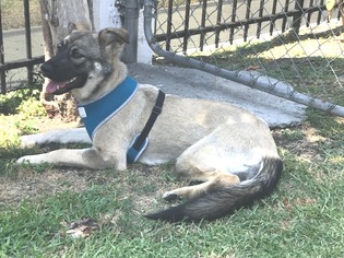 German Shepherd Dog-Unknown Mix Dogs for adoption in Petaluma, CA, USA