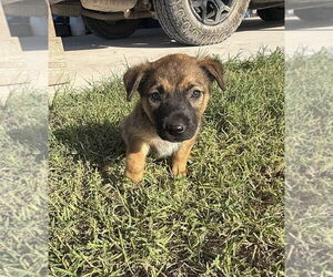 Shepradors Dogs for adoption in Brewster, NY, USA