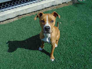 Boxador Dogs for adoption in Stockton, CA, USA