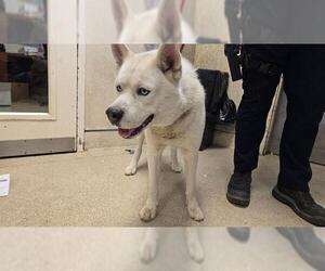 Siberian Husky-Unknown Mix Dogs for adoption in Riverside, CA, USA
