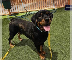 Rottweiler-Unknown Mix Dogs for adoption in Las Vegas, NV, USA