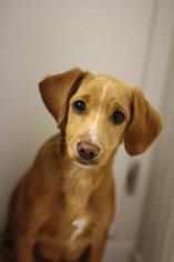 Dachshund Dogs for adoption in St. Bonifacius, MN, USA