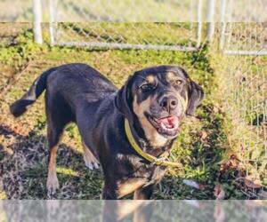 Affenpinscher Dogs for adoption in Camden, TN, USA