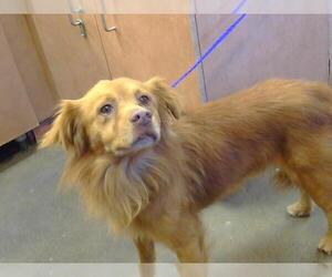 Golden Retriever-Unknown Mix Dogs for adoption in Sacramento, CA, USA