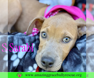 Bulldog-Labrador Retriever Mix Dogs for adoption in Pensacola, FL, USA